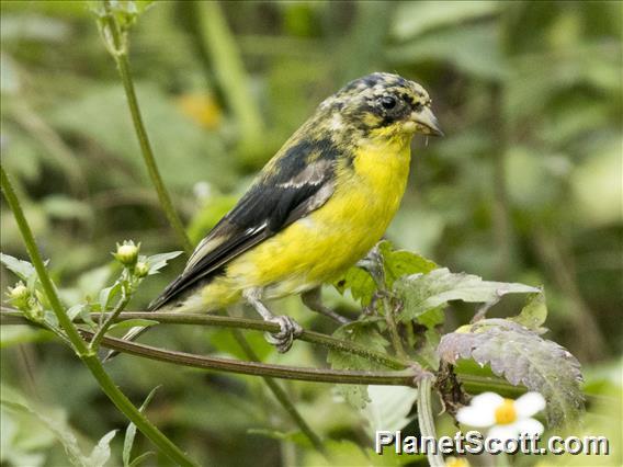 Lesser Goldfinch (Spinus psaltria)