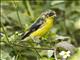 Lesser Goldfinch (Spinus psaltria)