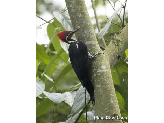 Lineated Woodpecker (Dryocopus lineatus)