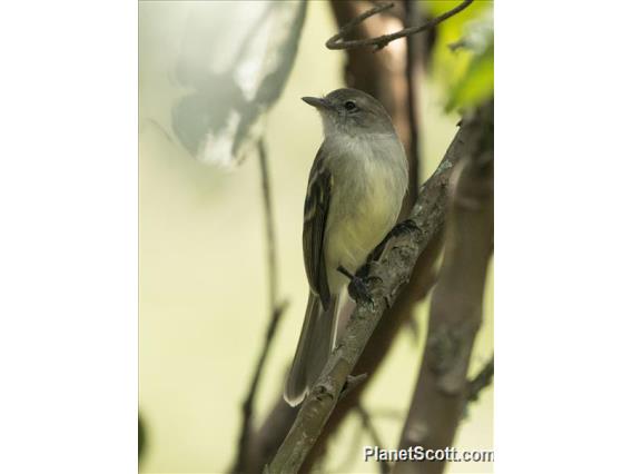 Mouse-colored Tyrannulet (Nesotriccus murinus)