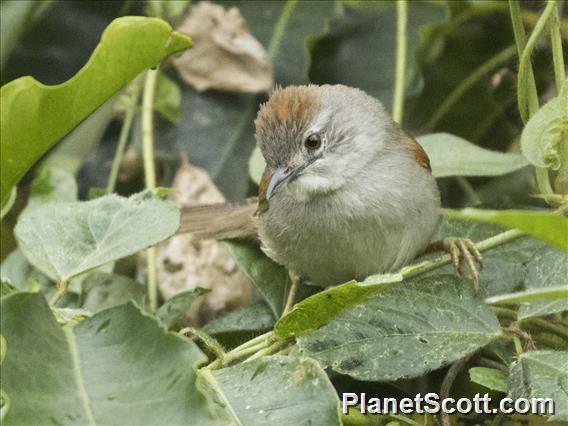 Pale-breasted Spinetail (Synallaxis albescens)