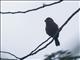 Ruddy-breasted Seedeater (Sporophila minuta)