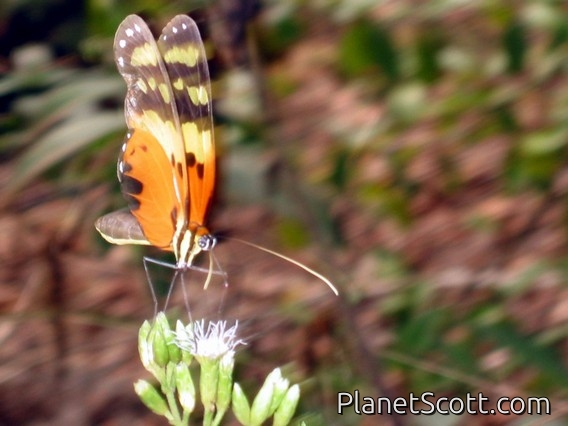 Clearwing Butterfly (Melinaea ludovica)