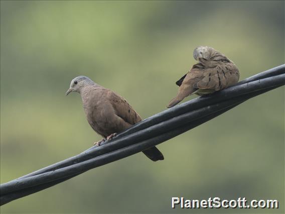 Ruddy Ground-Dove (Columbina talpacoti)