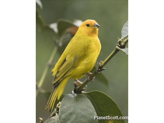 Saffron Finch (Sicalis flaveola)