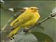 Saffron Finch (Sicalis flaveola)