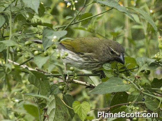 Streaked Saltator (Saltator striatipectus)