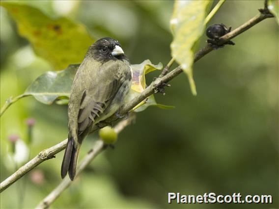 Yellow-bellied Seedeater (Sporophila nigricollis)