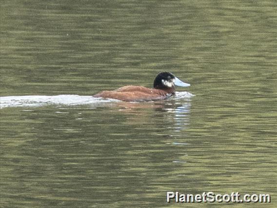 Andean Duck (Oxyura ferruginea)