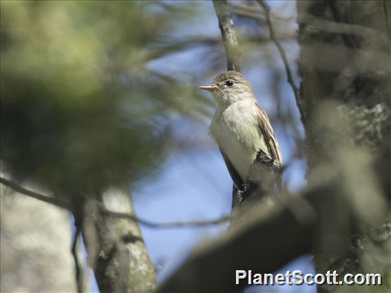 Mountain Elaenia (Elaenia frantzii)