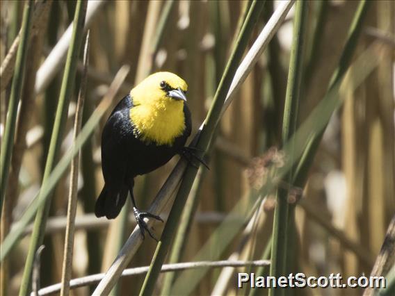 Yellow-hooded Blackbird (Chrysomus icterocephalus)