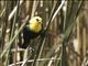 Yellow-hooded Blackbird (Chrysomus icterocephalus)