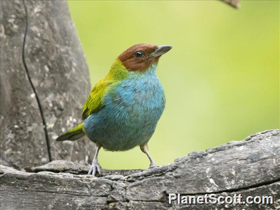 Bay-headed Tanager (Tangara gyrola)