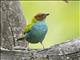 Bay-headed Tanager (Tangara gyrola)