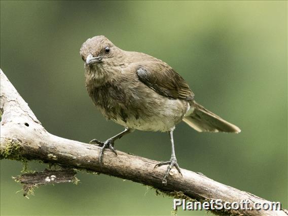 Black-billed Thrush (Turdus ignobilis)