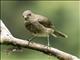 Black-billed Thrush (Turdus ignobilis)