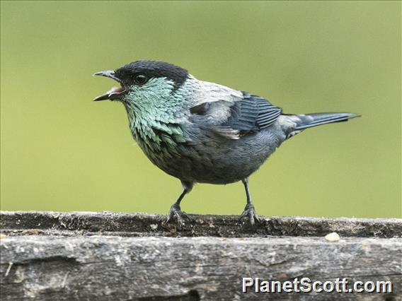 Black-capped Tanager (Stilpnia heinei)