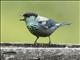 Black-capped Tanager (Stilpnia heinei)