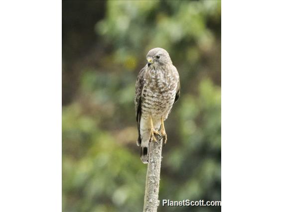 Broad-winged Hawk (Buteo platypterus)