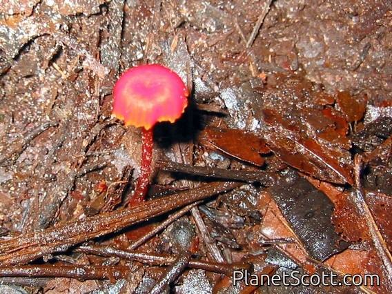 Waxcap (Hygrocybe sp)