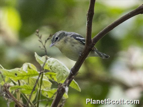 Cerulean Warbler (Setophaga cerulea)