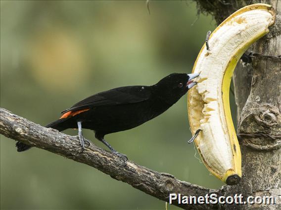 Flame-rumped Tanager (Ramphocelus flammigerus)