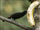 Flame-rumped Tanager (Ramphocelus flammigerus) - Male