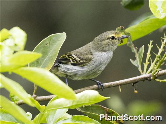 Golden-faced Tyrannulet (Zimmerius chrysops)