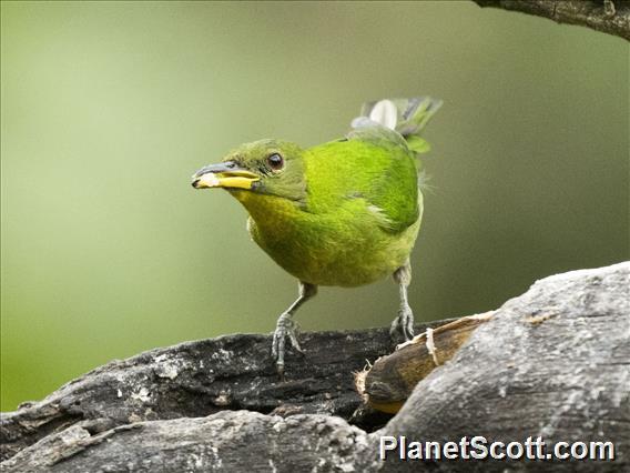 Green Honeycreeper (Chlorophanes spiza)