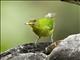 Green Honeycreeper (Chlorophanes spiza) - Female