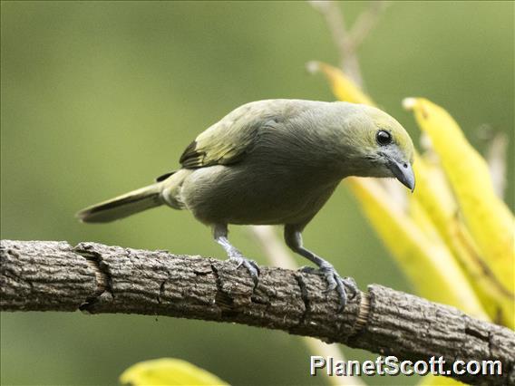 Palm Tanager (Thraupis palmarum)