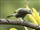 Palm Tanager (Thraupis palmarum)