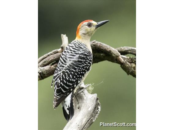 Red-crowned Woodpecker (Melanerpes rubricapillus)