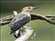 Red-crowned Woodpecker (Melanerpes rubricapillus)