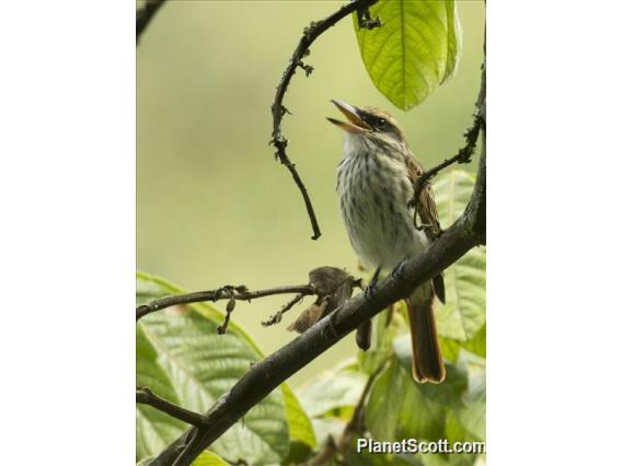 Streaked Flycatcher (Myiodynastes maculatus)