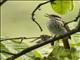 Streaked Flycatcher (Myiodynastes maculatus)