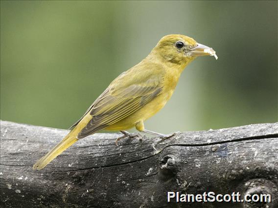 Summer Tanager (Piranga rubra)