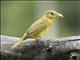 Summer Tanager (Piranga rubra) - Female