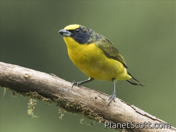 Thick-billed Euphonia (Euphonia laniirostris) - Juvenile