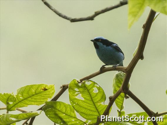 Turquoise Dacnis (Dacnis hartlaubi)