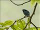 Turquoise Dacnis (Dacnis hartlaubi)