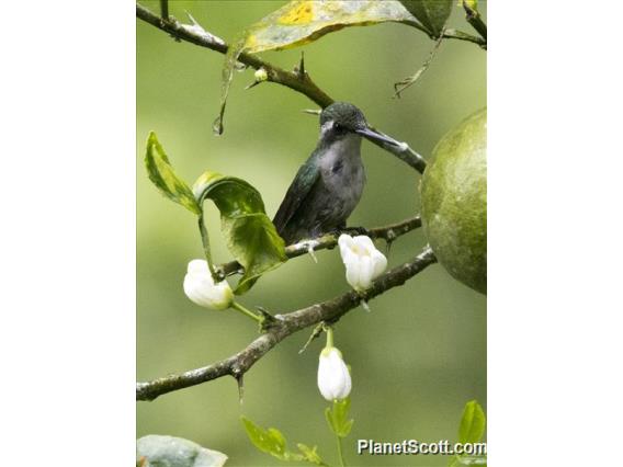 Western Emerald (Chlorostilbon melanorhynchus)