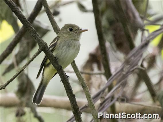 Acadian Flycatcher (Empidonax virescens)