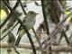 Acadian Flycatcher (Empidonax virescens)