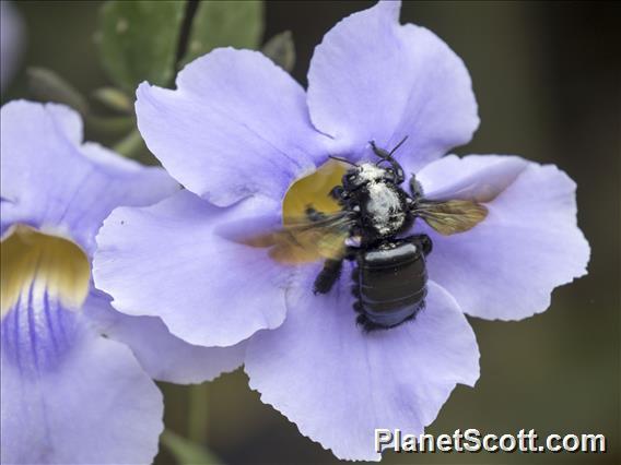 Bee ( Xylocopa ssp)