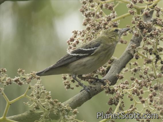 Blackpoll Warbler (Setophaga striata)