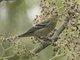 Bay-breasted Warbler (Setophaga castanea)