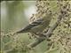 Blackpoll Warbler (Setophaga striata)