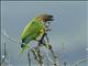 Brown-throated Parakeet (Eupsittula pertinax)