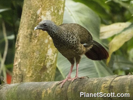 Colombian Chachalaca (Ortalis columbiana)